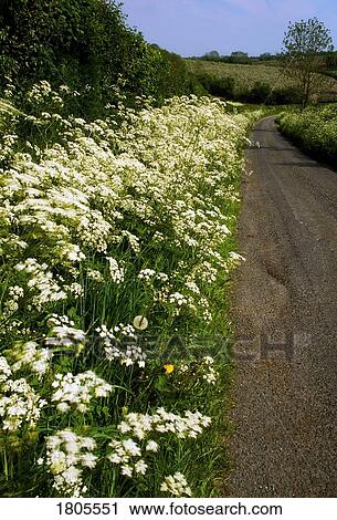 Country Road & Wildflowers, Co Armagh, Ireland View Large Photo Image Stock Image - Country Road & Wildflowers, Co Armagh, Ireland. Fotosearch