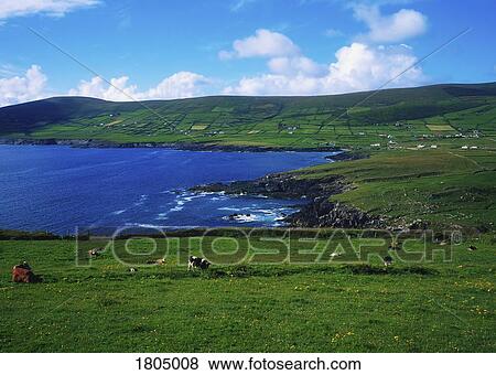 County Kerry, Ring Of Kerry, St. Finians Bay View Large Photo Image Stock Photo - County Kerry, Ring Of Kerry, St. Finians Bay. Fotosearch