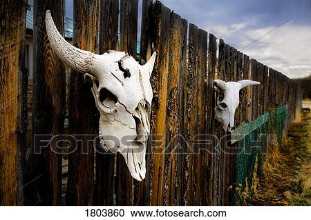Stock Image - Cow skulls hanging on wooden fence. Fotosearch