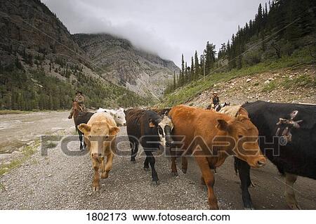 Stock Image - Cowboys on a cattle round up Southern Alberta, Canada . Fotosearch