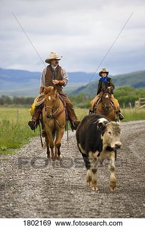 Stock Photo - Cowboys on cattle round up in Southern Alberta, Canada . Fotosearch