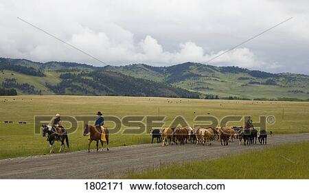 Stock Image - Cowboys on cattle round up Southern Alberta, Canada . Fotosearch