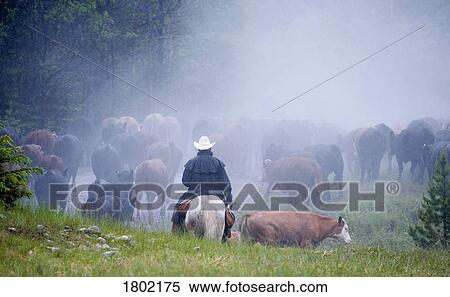 Stock Photography - Cowboys on cattle round up Southern Alberta, Canada. Fotosearch