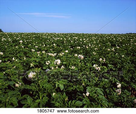 Stock Photo - Crops, Potatoes, Co Kildare, Ireland. Fotosearch