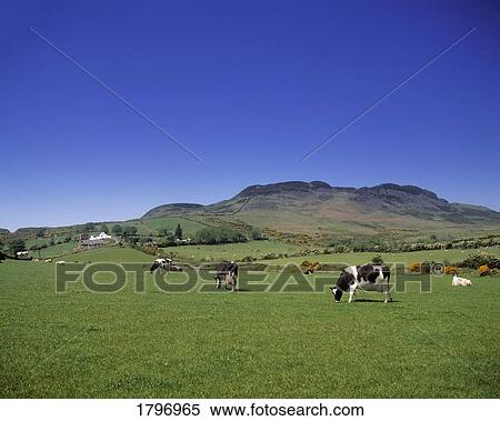 Dairy Cattle, Cooley Peninsula, Co Louth, Ireland View Large Photo Image Stock Photography - Dairy Cattle, Cooley Peninsula, Co Louth, Ireland. Fotosearch