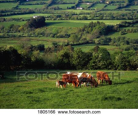 Dairy Cattle - Glen of Aherlow, Co Tipperary, Ireland View Large Photo Image Stock Photograph - Dairy Cattle - Glen of Aherlow, Co Tipperary, Ireland. Fotosearch