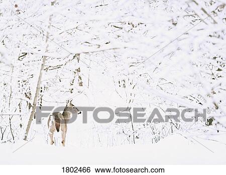 Stock Photograph - Deer in a forest. Fotosearch