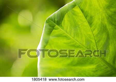 Detail of green leaf View Large Photo Image Stock Photo - Detail of green leaf. Fotosearch