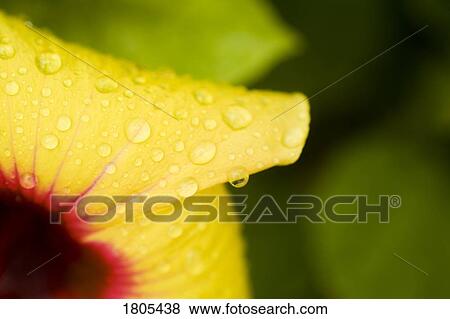 Stock Photo - Detail of petal with droplets. Fotosearch