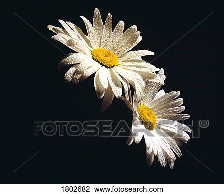 Stock Image - Dew kissed white daisies. Fotosearch
