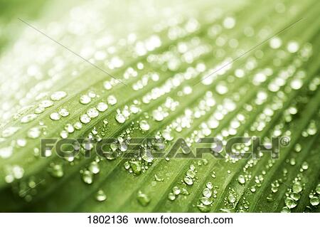 Drops of water on a green leaf View Large Photo Image Stock Photograph - Drops of water on a green leaf. Fotosearch