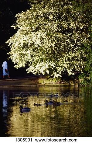 Dublin - Parks, Saint Stephen's Green, Ireland View Large Photo Image Stock Image - Dublin - Parks, Saint Stephen's Green, Ireland. Fotosearch