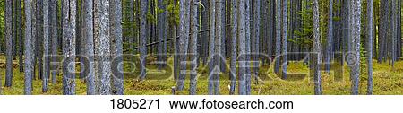 Stock Image - Evergreen forest with trees. Fotosearch