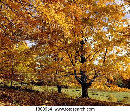Picture - Fall colours in Eastern Townships, Quebec, Canada. Fotosearch