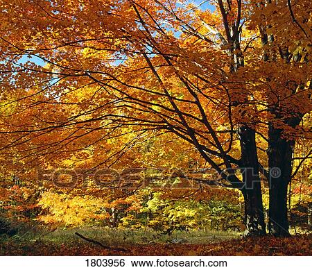 Stock Photograph - Fall colours. Fotosearch