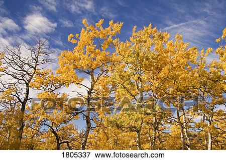 Fall foliage and deep blue sky, Alberta, Canada View Large Photo Image Stock Photo - Fall foliage and deep blue sky, Alberta, Canada . Fotosearch