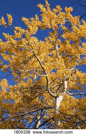 Fall foliage and deep blue sky, Alberta, Canada View Large Photo Image Stock Photo - Fall foliage and deep blue sky, Alberta, Canada . Fotosearch
