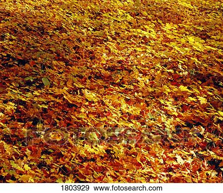 Stock Photo - Fallen autumn leaves on ground. Fotosearch