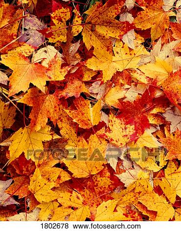 Fallen autumn leaves View Large Photo Image Stock Photo - Fallen autumn leaves. Fotosearch
