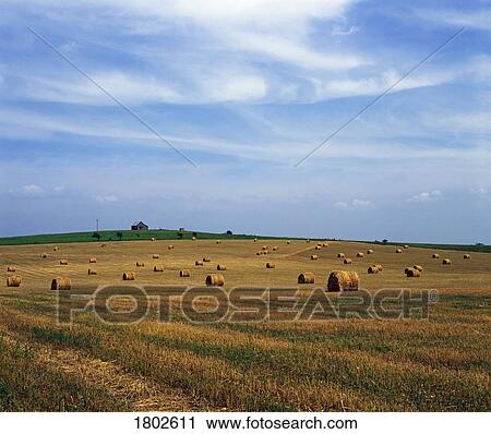 Stock Image - Field of hay bales. Fotosearch