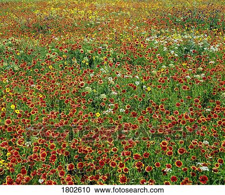 Stock Image - Field of wildflowers. Fotosearch