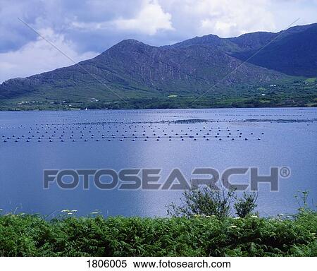 Stock Photography - Fish Farming, Beara Peninsula, Ardgroom, Ireland. Fotosearch