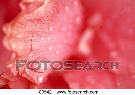 Flower petals with dew drops View Large Photo Image Stock Image - Flower petals with dew drops. Fotosearch