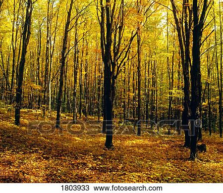 Forest in autumn with trees View Large Photo Image Stock Image - Forest in autumn with trees. Fotosearch