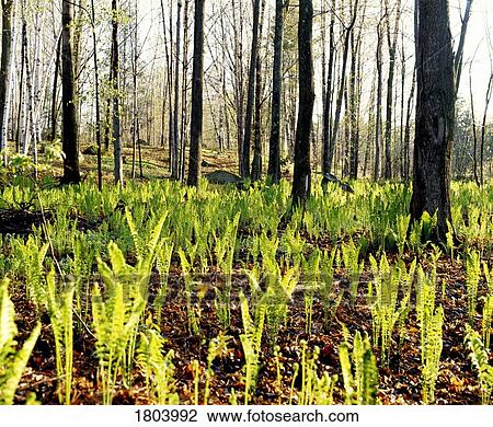 Forest in early spring with trees and plants  View Large Photo Image Stock Image - Forest in early spring with trees and plants . Fotosearch