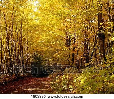 Stock Photography - Forest road. Fotosearch