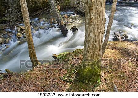 Stock Photo - Forest stream flowing with trees . Fotosearch