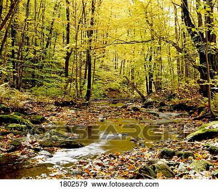 Forest with creek flowing through it View Large Photo Image Stock Photo - Forest with creek flowing through it. Fotosearch