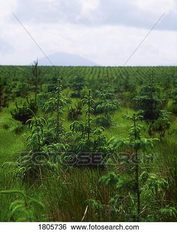 Forestry, Co Mayo, Ireland View Large Photo Image Stock Photograph - Forestry, Co Mayo, Ireland. Fotosearch