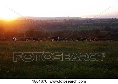 Stock Photograph - Friesian Cattle, Near Croaghaun Mountain, Co Waterford, Ireland. Fotosearch