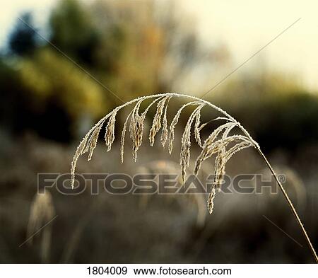 Frost on grains View Large Photo Image Stock Photo - Frost on grains. Fotosearch