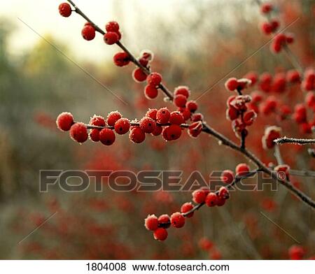 Frost on red berries View Large Photo Image Stock Photo - Frost on red berries. Fotosearch