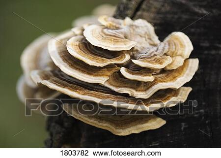 Stock Image - Fungi growing on tree trunk. Fotosearch