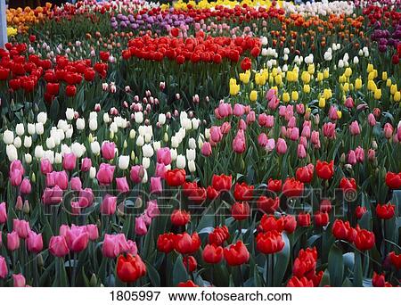Garden Flowers, Tulips View Large Photo Image Stock Photo - Garden Flowers, Tulips. Fotosearch