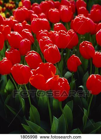 Stock Photo - Garden Flowers, Tulips. Fotosearch