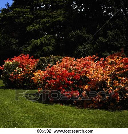 Garden with Azaleas, Ireland View Large Photo Image Stock Image - Garden with Azaleas, Ireland. Fotosearch