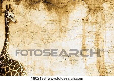 Stock Image - Giraffe looking at old map of Africa. Fotosearch