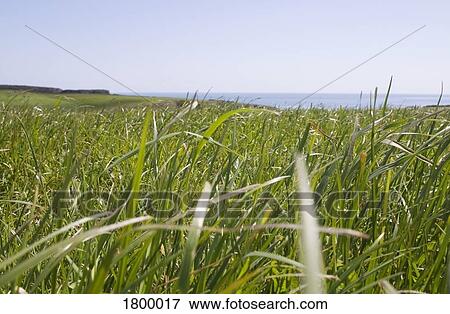 Grass, Pastoral Field, Copper Coast, Co Waterford, Ireland View Large Photo Image Stock Photo - Grass, Pastoral Field, Copper Coast, Co Waterford, Ireland. Fotosearch