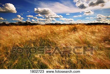 Grassy meadow View Large Photo Image Stock Image - Grassy meadow. Fotosearch