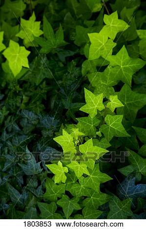 Green leaves growing outdoors View Large Photo Image Stock Image - Green leaves growing outdoors. Fotosearch