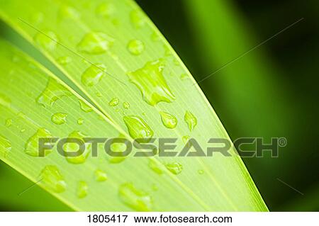 Green leaves with dew drops View Large Photo Image Stock Photo - Green leaves with dew drops. Fotosearch