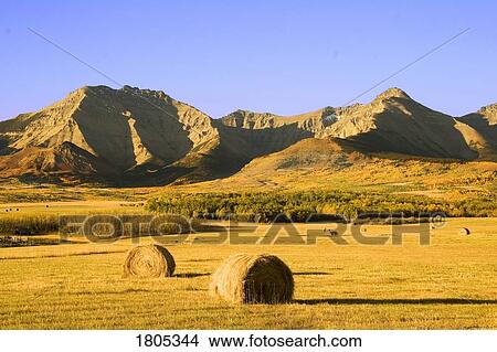 Picture - Hay bales and mountains in Alberta. Fotosearch