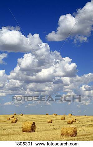 Hay bales with white clouds View Large Photo Image Stock Image - Hay bales with white clouds . Fotosearch