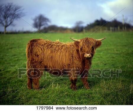 Highland Cattle in the County Donegal, Ireland View Large Photo Image Picture - Highland Cattle in the County Donegal, Ireland. Fotosearch