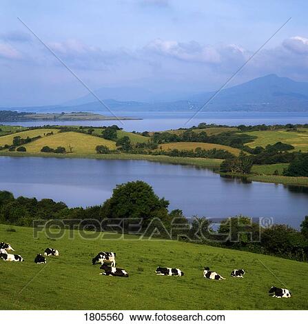 Holstein-Fresian Cattle, Bantry Bay, Co Cork, Ireland View Large Photo Image Stock Image - Holstein-Fresian Cattle, Bantry Bay, Co Cork, Ireland. Fotosearch