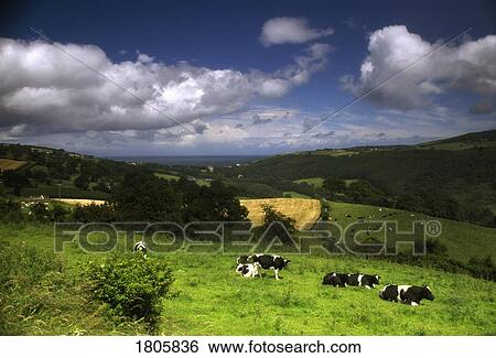 Holstein-Fresian Cattle, Co Antrim, Ireland View Large Photo Image Stock Photograph - Holstein-Fresian Cattle, Co Antrim, Ireland. Fotosearch